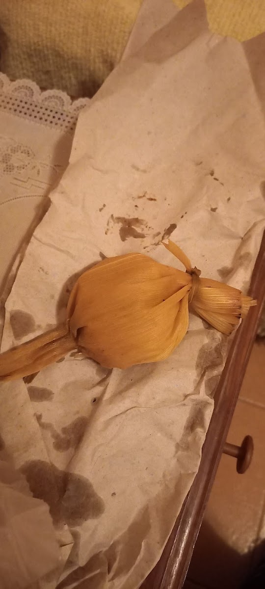 Julieta Limon Y Sal-6